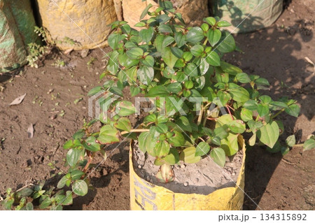 dissotis rotundifolia plant on nursery dissotis rotundifolia plant on nursery 134315892