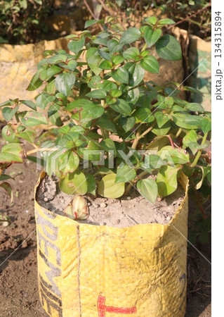 dissotis rotundifolia plant on nursery dissotis rotundifolia plant on nursery 134315894