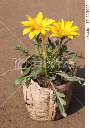 Gazania rigens flower on pot in farm 134315902