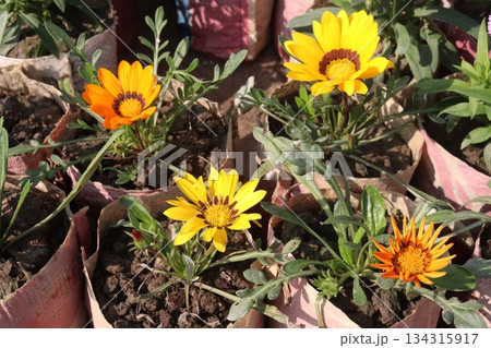 Gazania rigens flower on pot in farm Gazania rigens flower on pot in farm 134315917