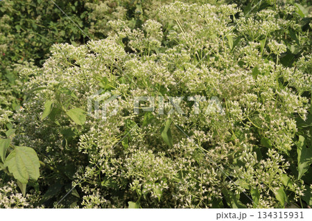 Eupatorium perfoliatum flower plant on forest Eupatorium perfoliatum flower plant on forest 134315931