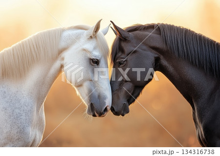 Powerful Black and White Horses Standing Side by Side in Soft Golden Light 134316738