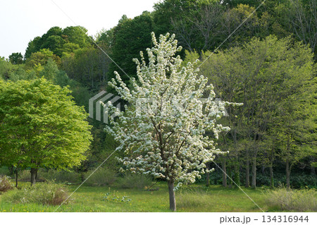 白い桜咲くミヤマザクラ公園の風景 134316944
