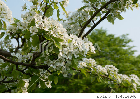 白い桜咲くミヤマザクラ公園の風景 134316946