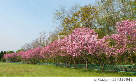 満開になった公園の桜並木 満開になった公園の桜並木 134316948