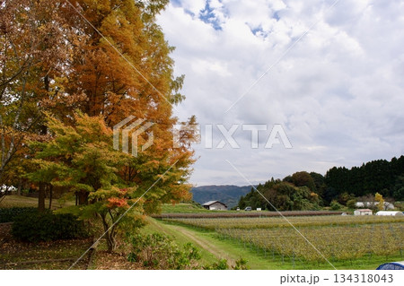 晩秋の高原　紅葉風景（葡萄園） 134318043