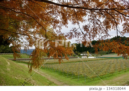 晩秋の高原　紅葉風景（葡萄園） 134318044