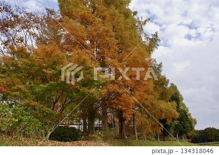 晩秋の高原 紅葉風景(葡萄園) 晩秋の高原 紅葉風景(葡萄園) 134318046