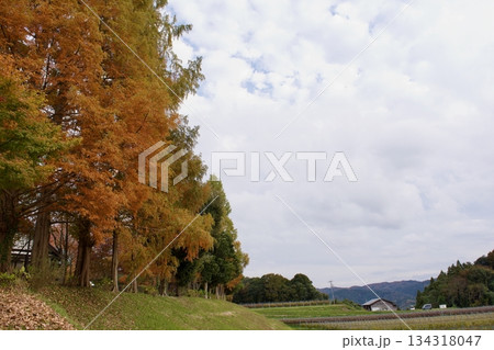 晩秋の高原 紅葉風景(葡萄園) 晩秋の高原 紅葉風景(葡萄園) 134318047