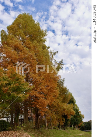晩秋の高原　紅葉風景（葡萄園） 134318048