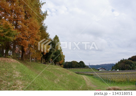 晩秋の高原 紅葉風景(葡萄園) 晩秋の高原 紅葉風景(葡萄園) 134318051