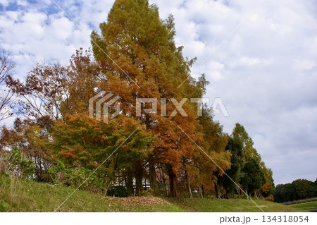 晩秋の高原　紅葉風景（葡萄園） 134318054