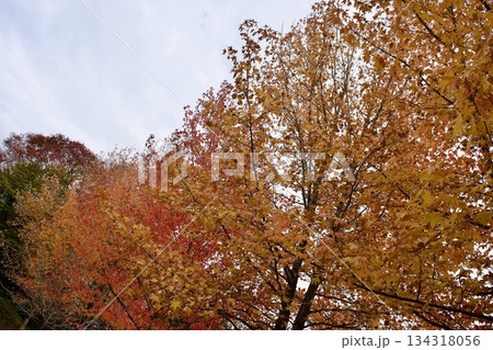 晩秋の高原　紅葉風景（葡萄園） 134318056