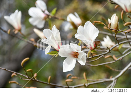 コブシ（辛夷）Kobushi Magnolia 134318353