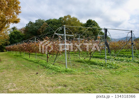高原にある晩秋の葡萄農園風景 高原にある晩秋の葡萄農園風景 134318366