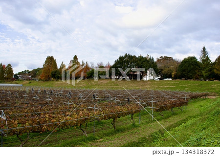 高原にある晩秋の葡萄農園風景 高原にある晩秋の葡萄農園風景 134318372