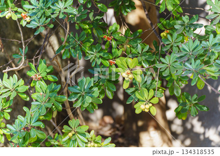 トベラの実 134318535