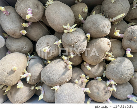 Close-Up of Sprouting Seed Potatoes Ready for Planting in Natural Light 134318539