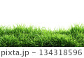 fresh green grass lawn. 134318596