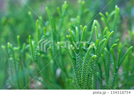 やわらかい春の樹木の新芽、緑色の背景素材 やわらかい春の樹木の新芽、緑色の背景素材 134318754