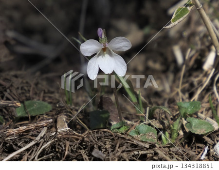 紫色の距をつける白花のオトメスミレ 134318851