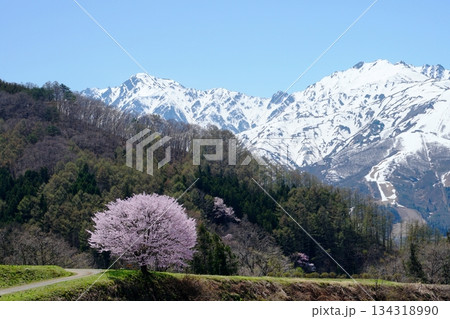 青空と残雪の北アルプス連峰を背景にした白馬村野平の桜 134318990