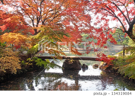 六義園 渡月橋の紅葉 六義園 渡月橋の紅葉 134319084