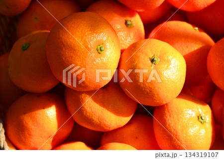 みかん狩り - 晩秋から初冬にかけての風物詩といえば、みかんの収穫 みかん狩り - 晩秋から初冬にかけての風物詩といえば、みかんの収穫 134319107