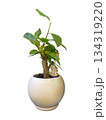Small Indoor Potted Plant with Decorative Figurine isolated on white background 134319220