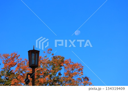 紅葉したもみじ 134319409