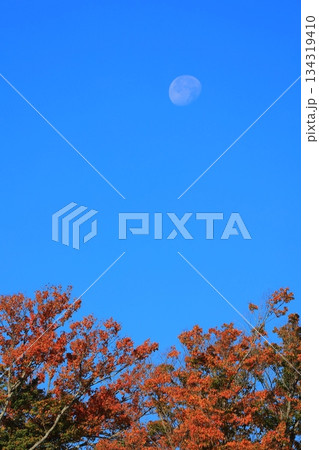 紅葉したもみじ 134319410