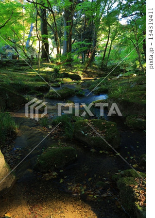 紅葉したもみじ 紅葉したもみじ 134319411