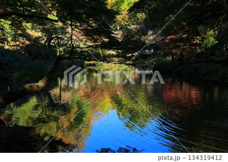 紅葉したもみじ 134319412