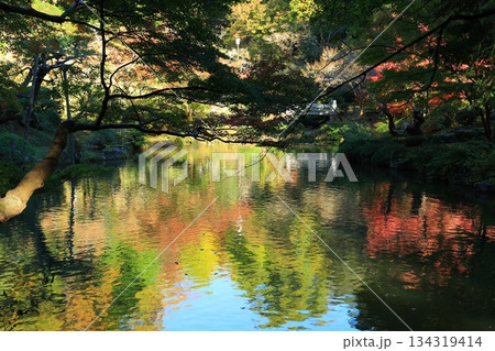 紅葉したもみじ 紅葉したもみじ 134319414