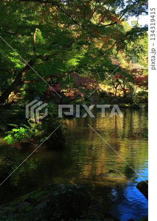 紅葉したもみじ 紅葉したもみじ 134319415