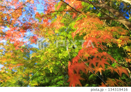 紅葉したもみじ 134319416