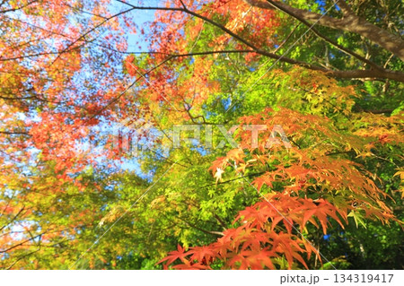 紅葉したもみじ 紅葉したもみじ 134319417