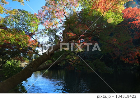 紅葉したもみじ 紅葉したもみじ 134319422