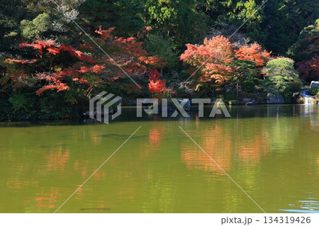 紅葉したもみじ 紅葉したもみじ 134319426
