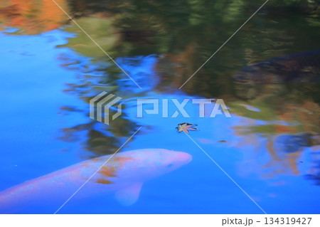 紅葉したもみじ 紅葉したもみじ 134319427
