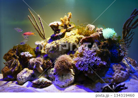 9527　サンゴ礁の海 134319460