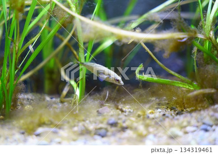 9525　ムサシトミヨ 134319461