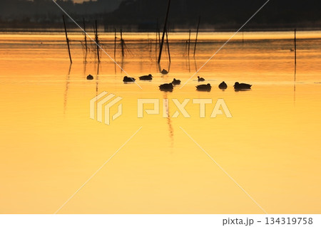 水面に映る朝日 水面に映る朝日 134319758