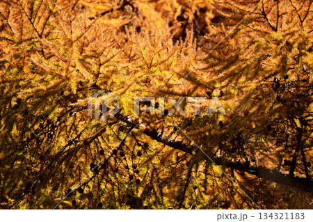 朝日が当たるカラマツの黄葉 朝日が当たるカラマツの黄葉 134321183