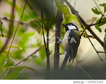 枝に止まるシジュウカラ 134321331