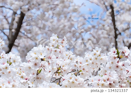満開に咲き誇る桜の花 満開に咲き誇る桜の花 134321337
