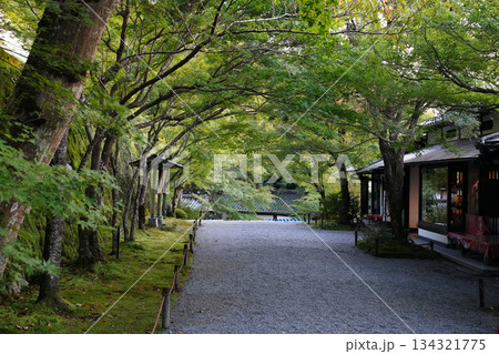京都大原三千院の参道 京都大原三千院の参道 134321775