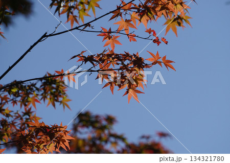 京都大原の赤く紅葉した楓の葉 京都大原の赤く紅葉した楓の葉 134321780