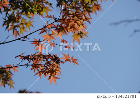 京都大原の赤く紅葉した楓の葉 京都大原の赤く紅葉した楓の葉 134321781