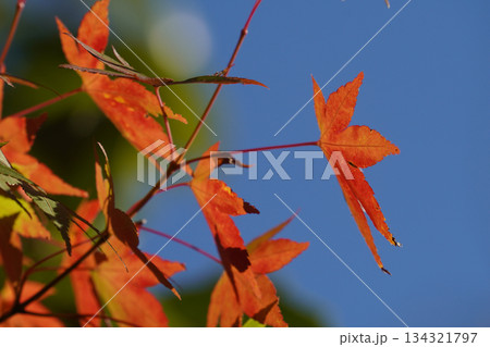京都大原の赤く紅葉した楓の葉 134321797